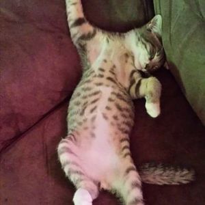 Meet your Posher, Hunter